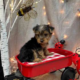 Yorkshire Terrier