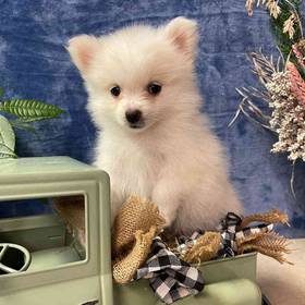 Pomeranian