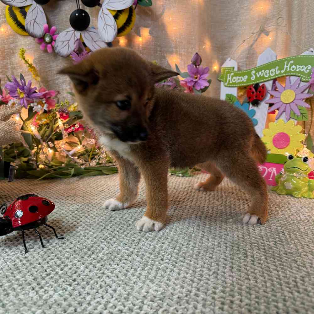 carousel pet images