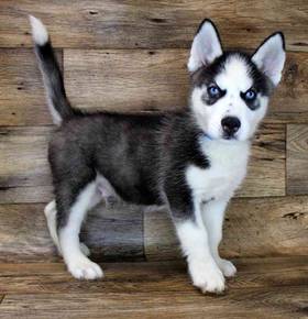 Siberian Husky