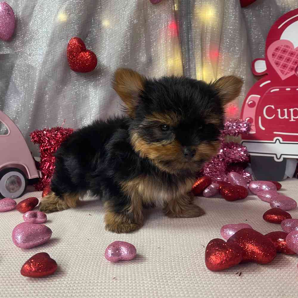carousel pet images