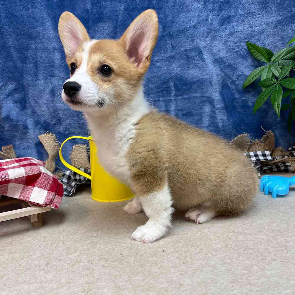 carousel pet images