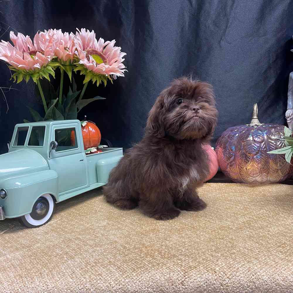 carousel pet images