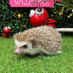 Hedgehog