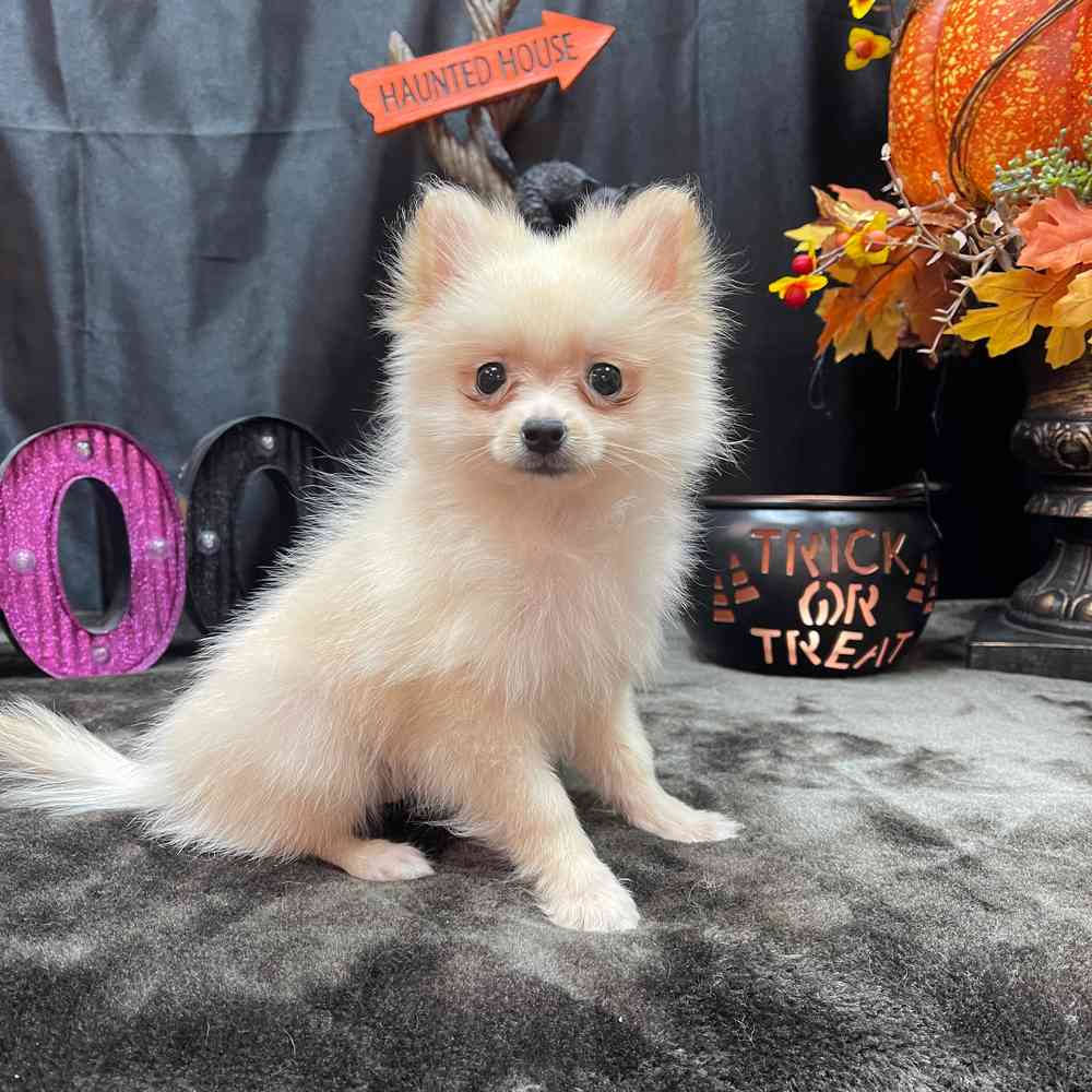 carousel pet images
