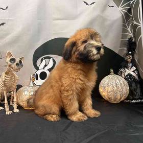 Soft Coated Wheaten Terrier