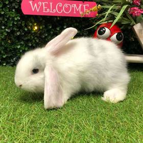 Flemish Giant Holland Lop Mix