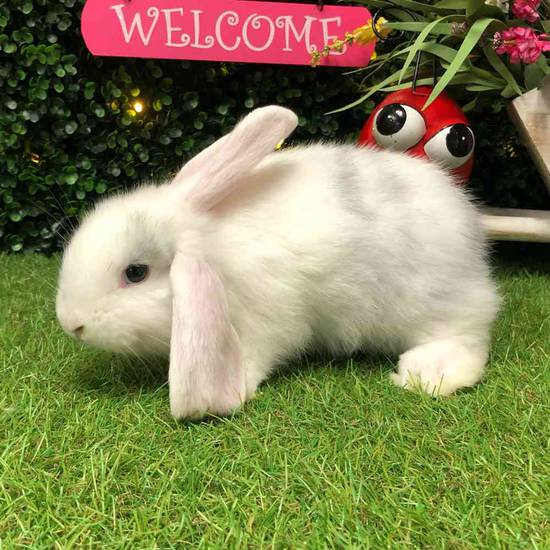 Flemish Giant Holland Lop Mix