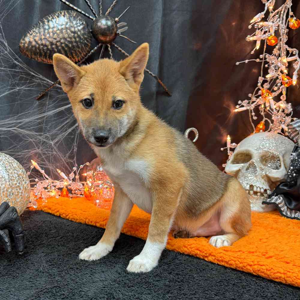 carousel pet images