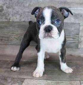 Boston Terrier