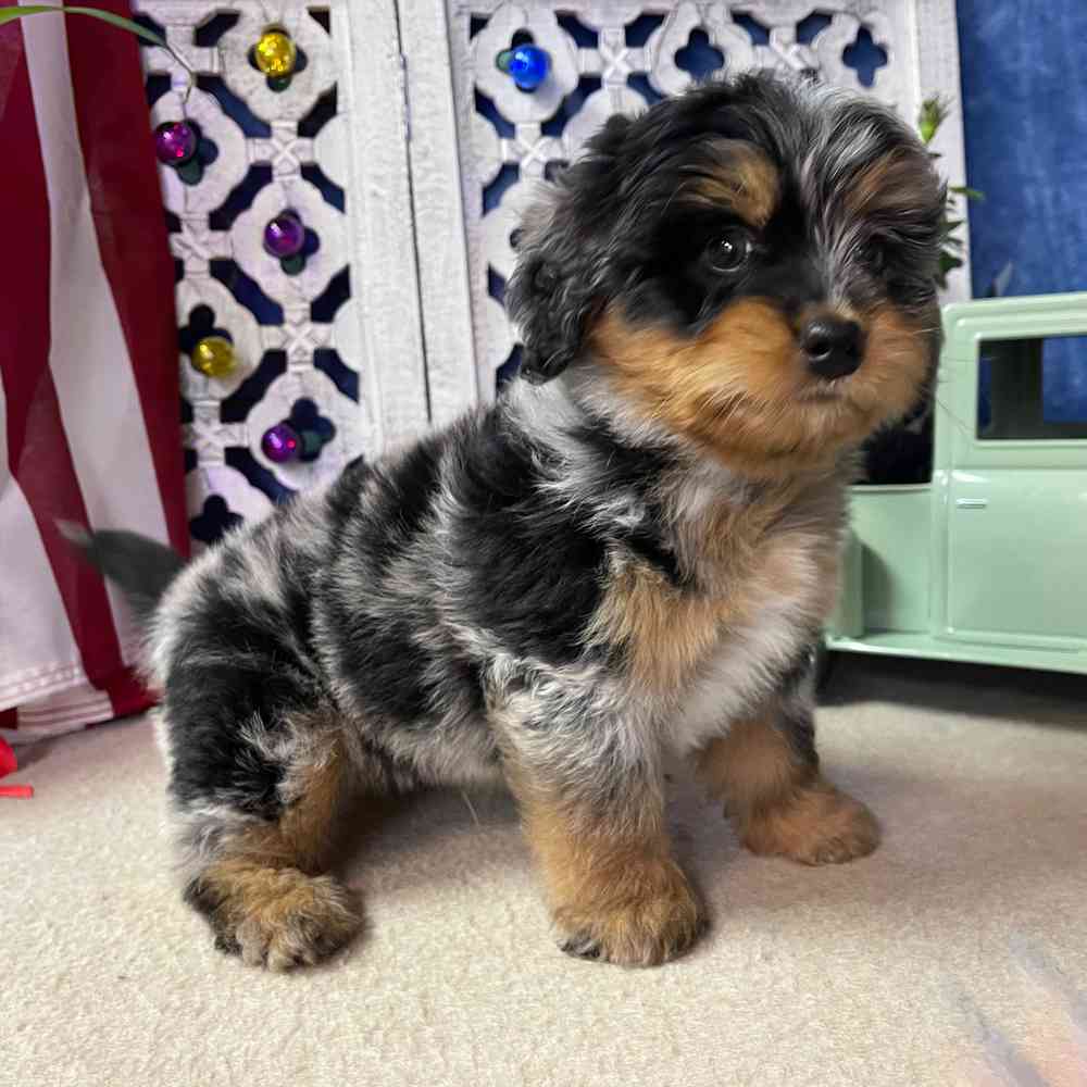 carousel pet images