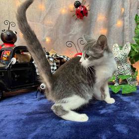 Domestic Kitten