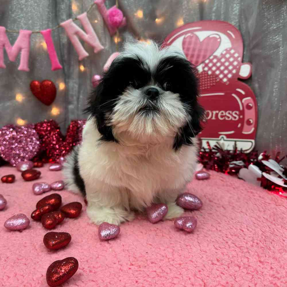 carousel pet images