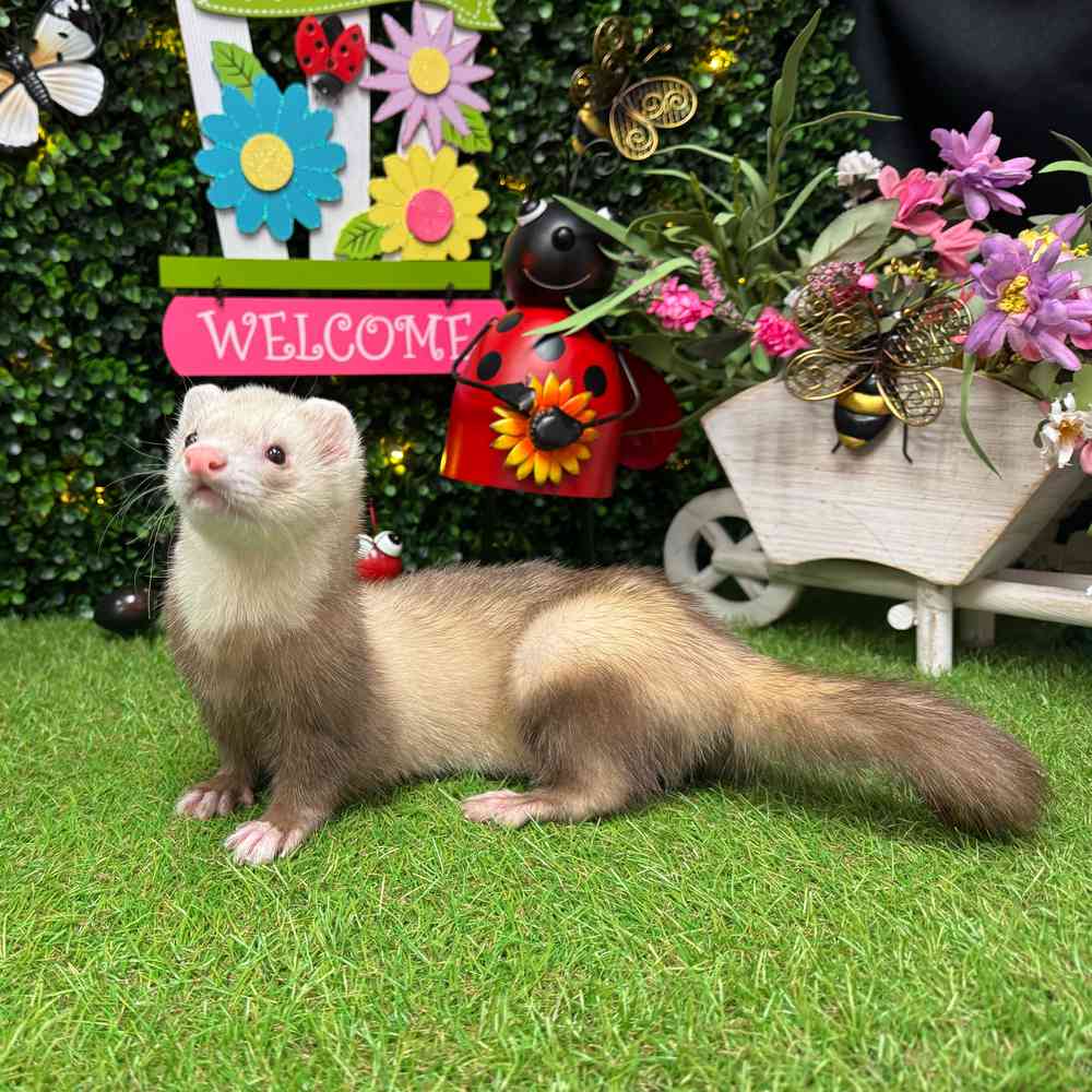 carousel pet images