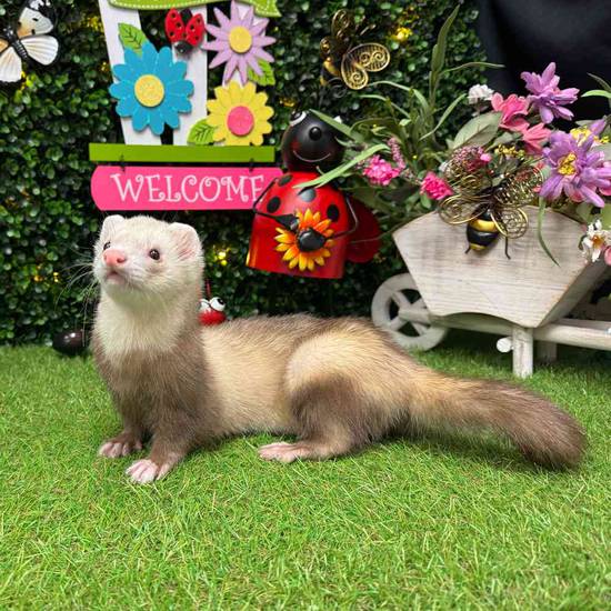 Ferret