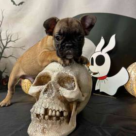 French Bulldog