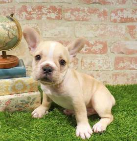 French Bulldog