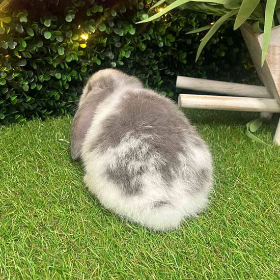 Holland Lop