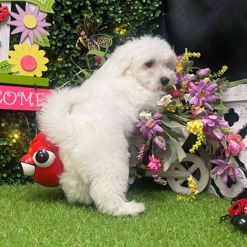 carousel pet images