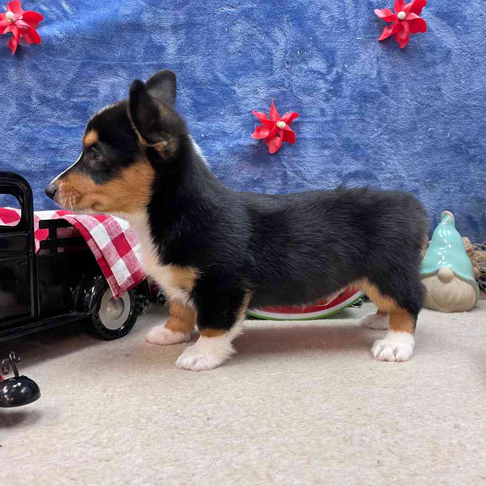 carousel pet images