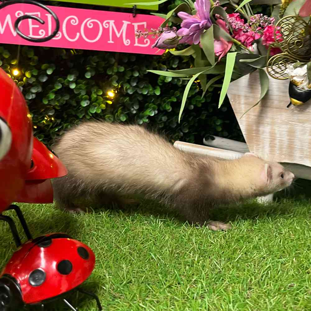 carousel pet images