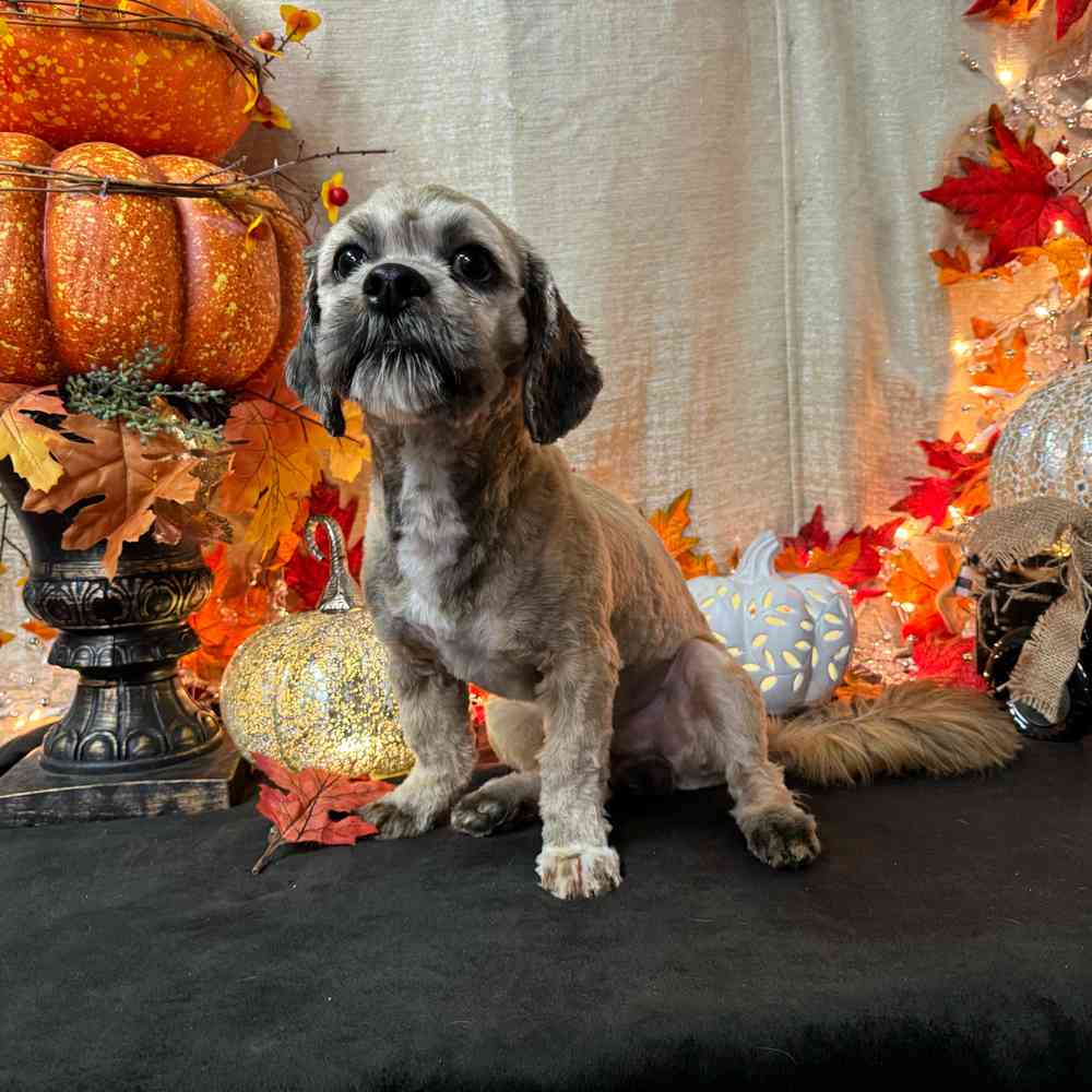 carousel pet images