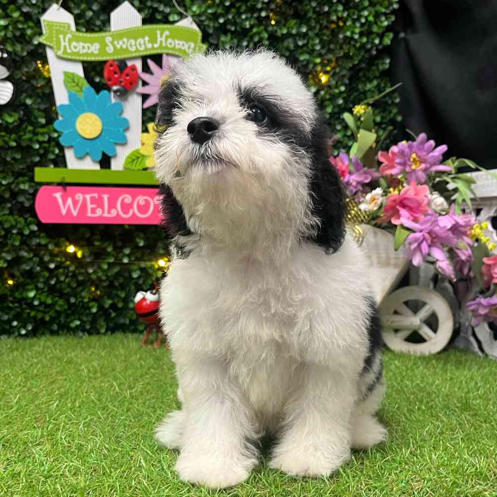 carousel pet images