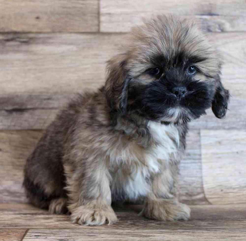 carousel pet images