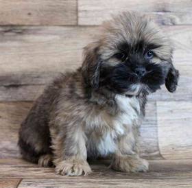 Lhasa Apso