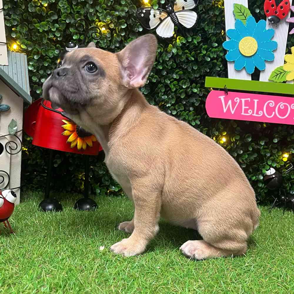carousel pet images