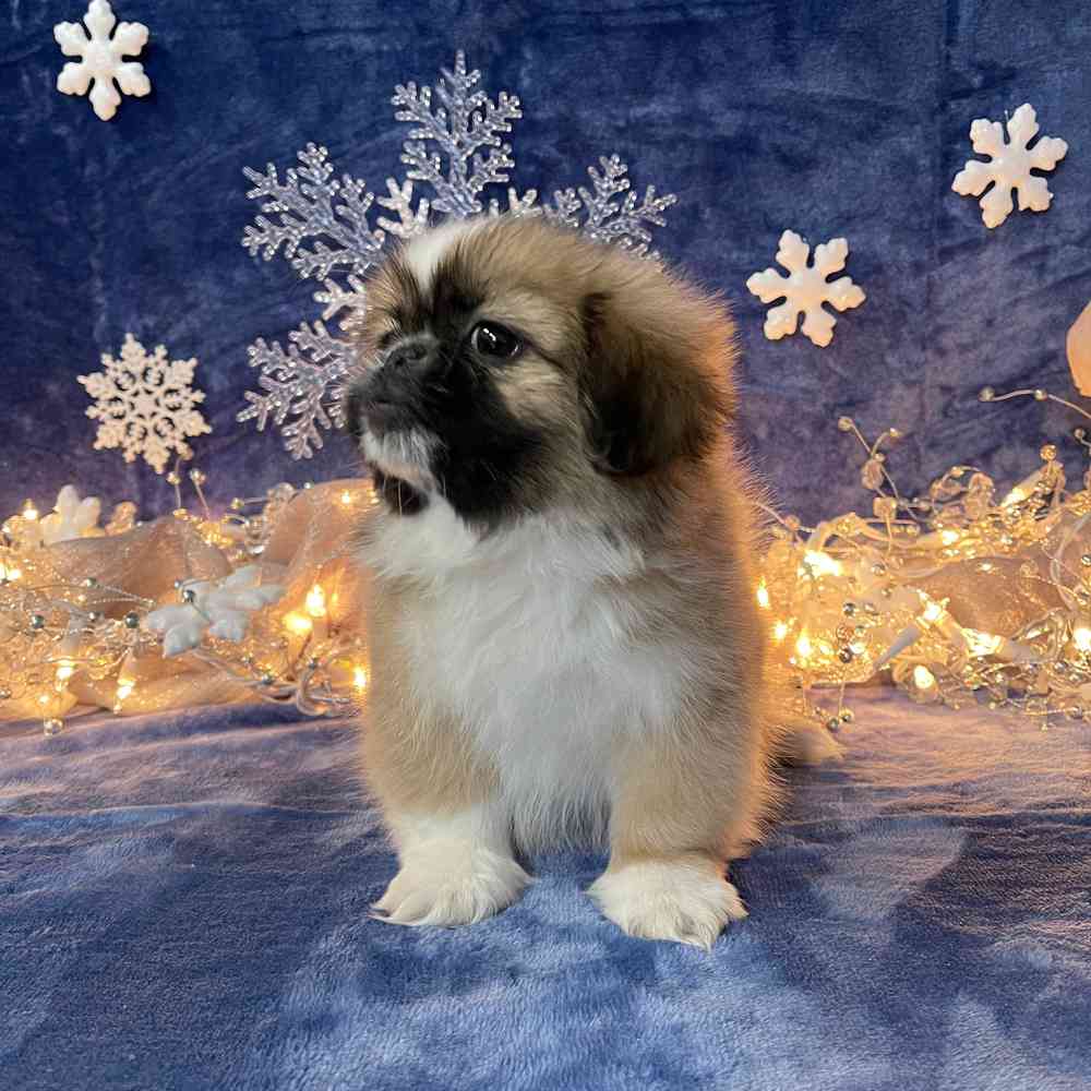 carousel pet images