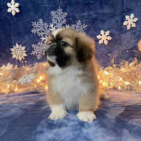Pekingese