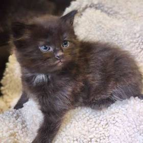 Domestic Kitten
