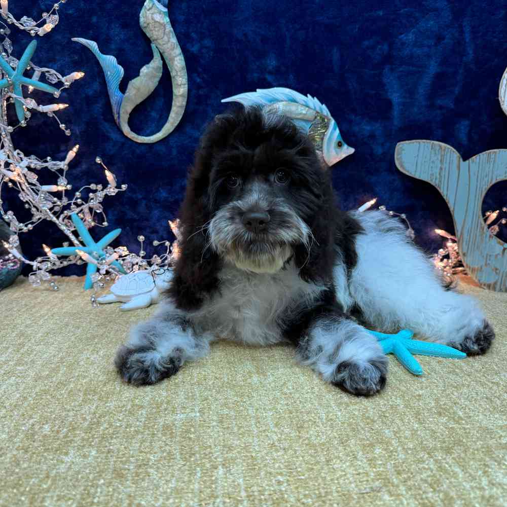 carousel pet images