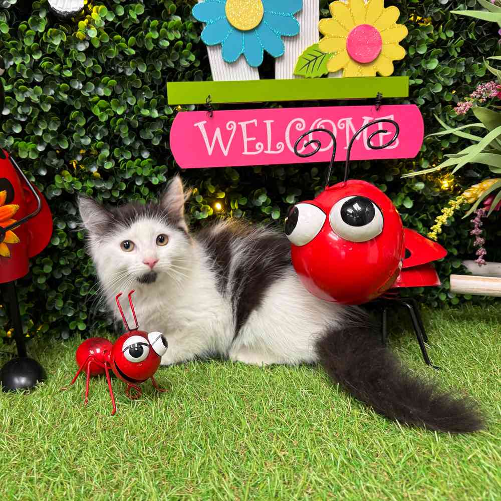 carousel pet images