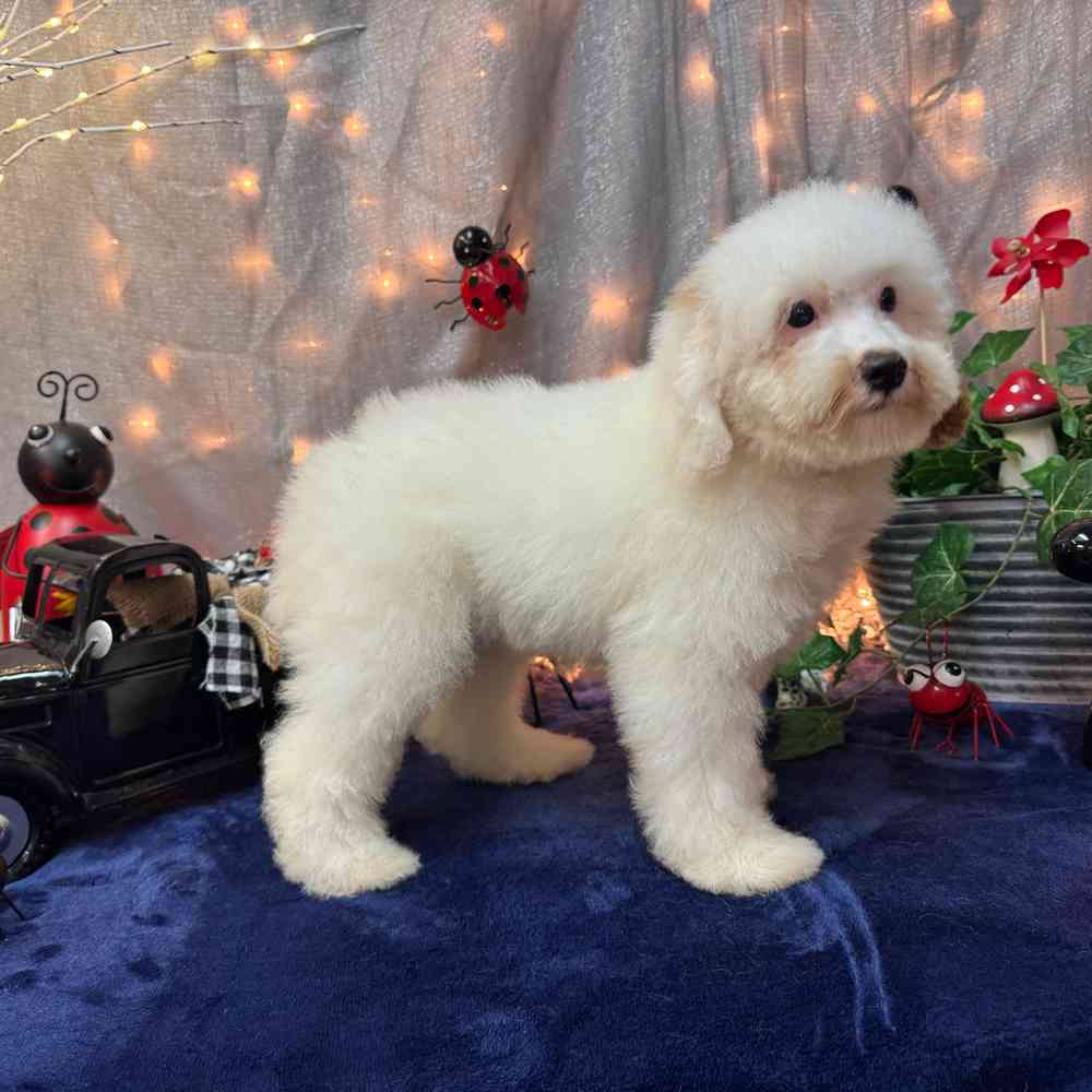 carousel pet images