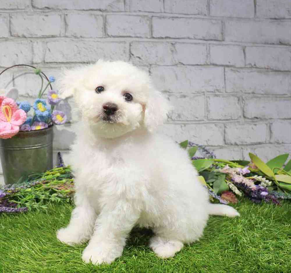 carousel pet images