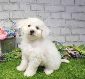 Bichon