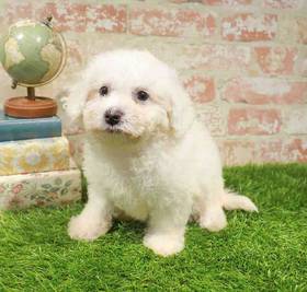 Bichon