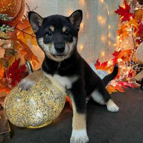 Shiba Inu