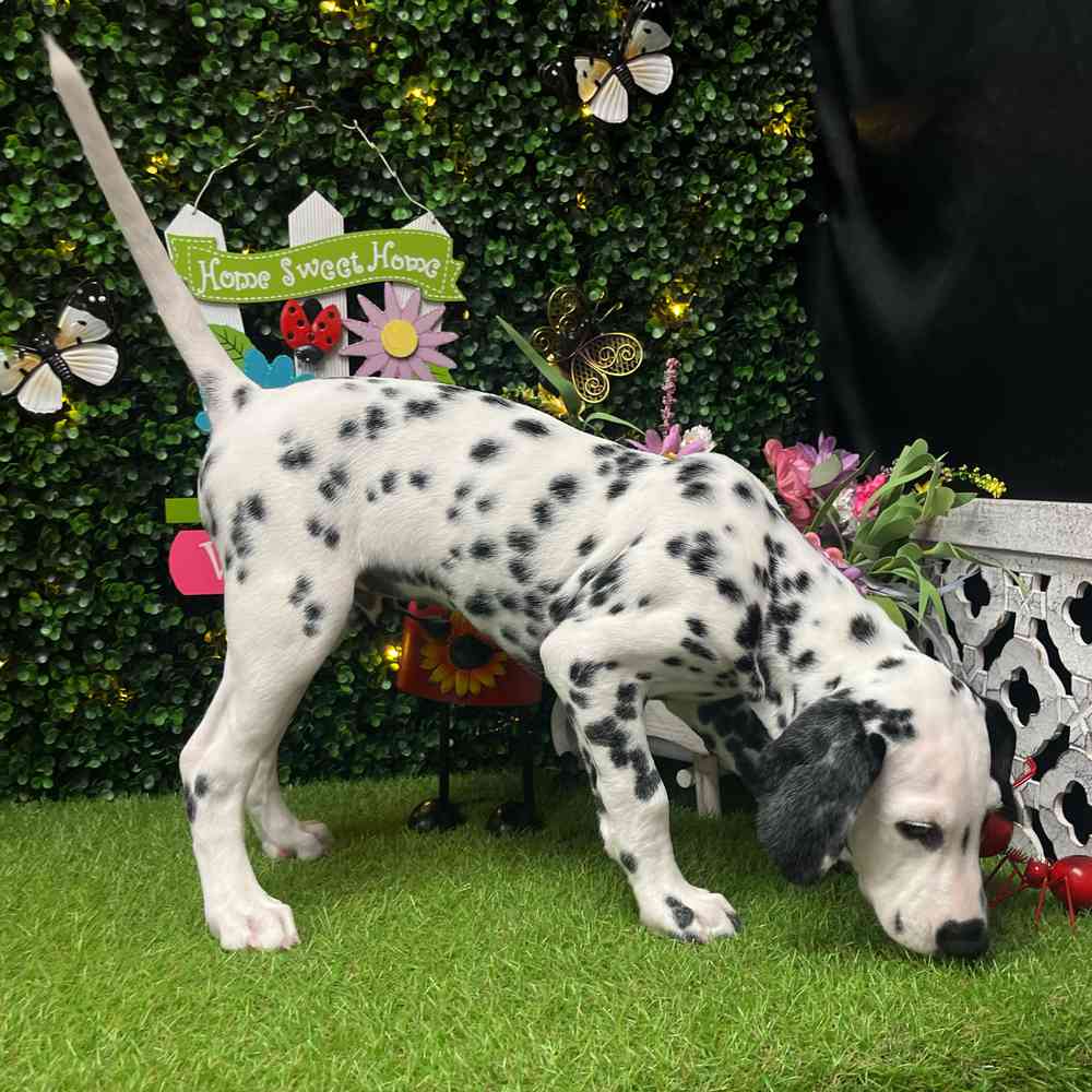 carousel pet images
