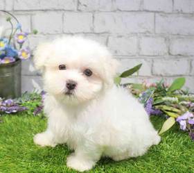 Maltese