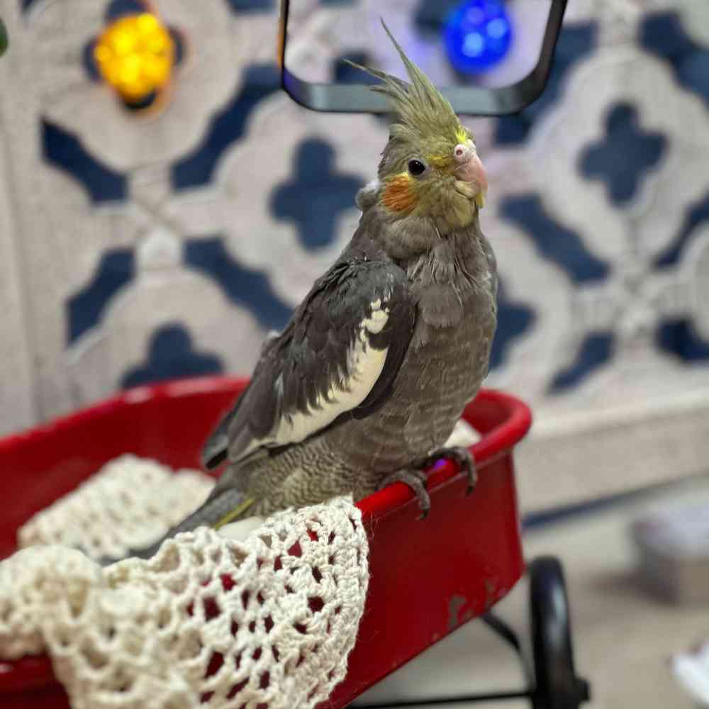 carousel pet images