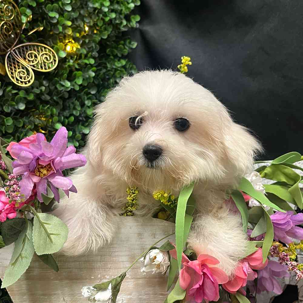 carousel pet images
