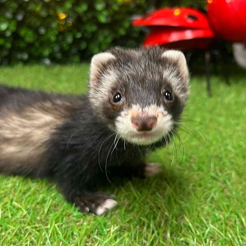 carousel pet images