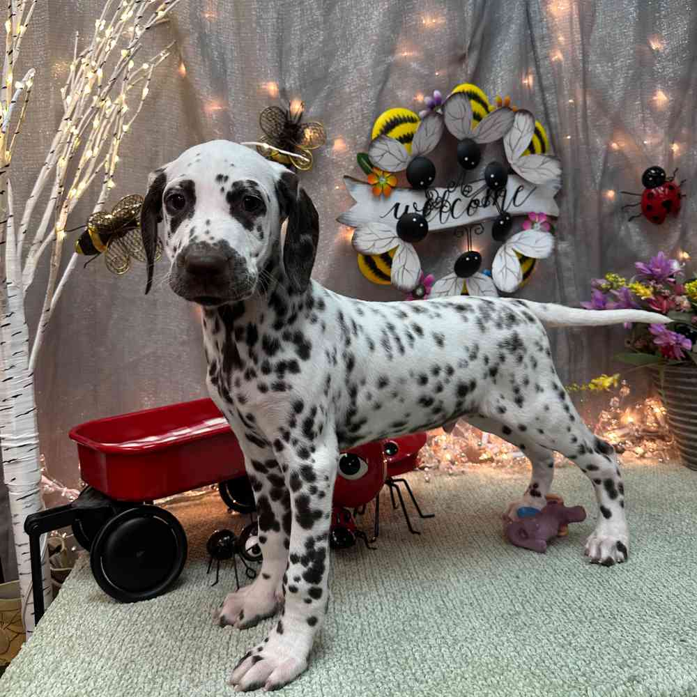 carousel pet images