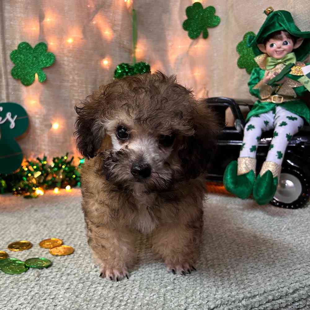 carousel pet images