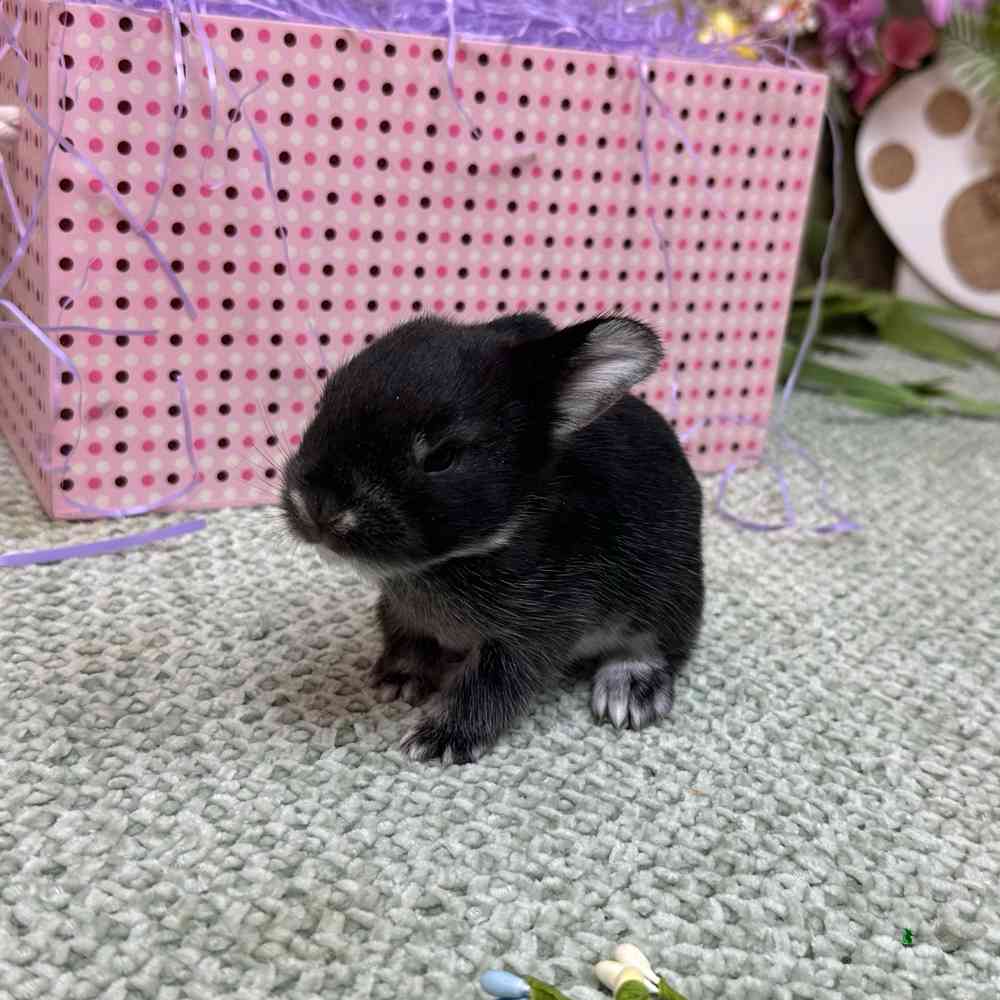 Image of a pet breed in the gallery