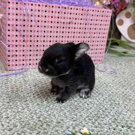 Flemish Giant Holland Lop Mix