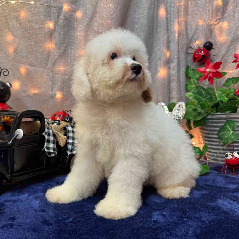 carousel pet images